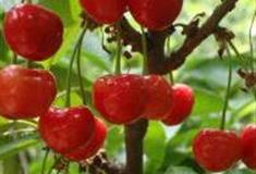 重庆云雾山樱桃谷怎么玩？附游玩路线