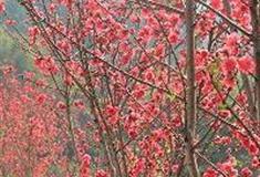 大雁山风景区：桃花潭