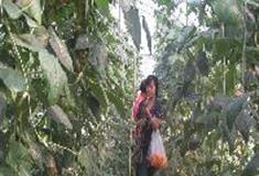 水高庄园：二代日光温室