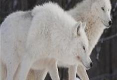 江苏张家港梦幻海洋王国：北极狼