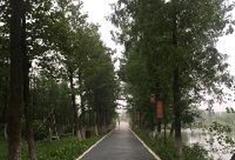 长沙洋湖湿地公园：林荫大道