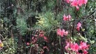 金华铜山岭钱王古道怎么玩？附游玩路线