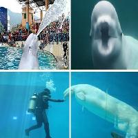 小梅沙海洋世界17667