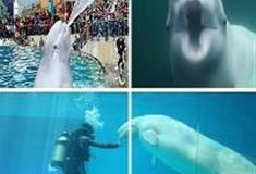 小梅沙海洋世界：白鲸剧场