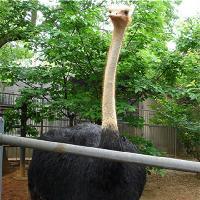 长沙生态动物园鸵鸟