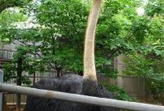 长沙生态动物园：鸵鸟