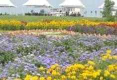 成都紫颐·香薰山谷怎么玩？附游玩路线