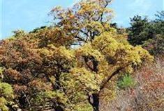 白马尖：矮高山栎