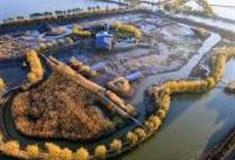 扬州高邮湖芦苇荡湿地公园怎么玩？附游玩路线