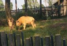 长沙生态动物园：盘羊