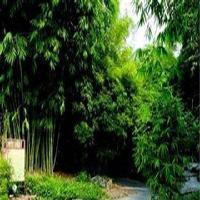 中国科学院华南植物园竹园