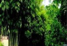 中国科学院华南植物园：竹园