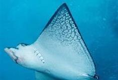 江苏张家港梦幻海洋王国：鳐鱼