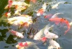 云中大漈：沐鹤溪观鱼