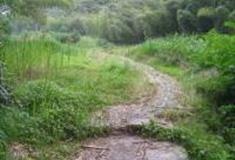 温州岩雅山古道怎么玩？附游玩路线