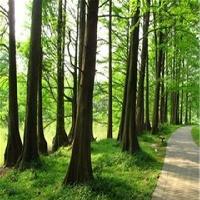 中国科学院华南植物园18796