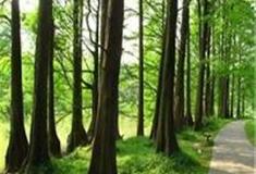 中国科学院华南植物园：孑遗植物区