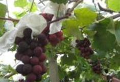 上海马陆葡萄艺术村怎么玩？附游玩路线