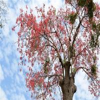 中国科学院华南植物园木棉 中国科学院华南植物园木棉