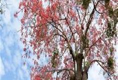 中国科学院华南植物园：木棉