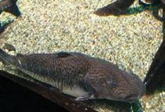 江苏张家港梦幻海洋王国：虎皮鸭嘴鱼