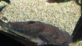 江苏张家港梦幻海洋王国：虎皮鸭嘴鱼