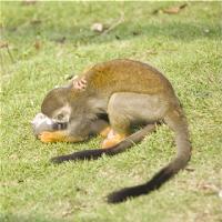 长沙生态动物园19212