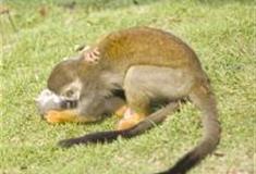 长沙生态动物园：松鼠猴馆