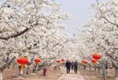 烟台莱阳梨乡风情旅游区怎么玩？附游玩路线