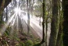 玉溪金山原始森林怎么玩？附游玩路线