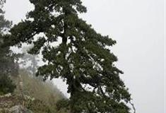 白马尖：奇松走廊