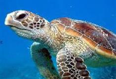 江苏张家港梦幻海洋王国：海龟