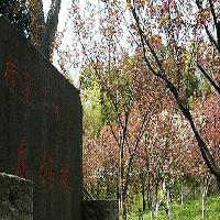 上海共青国家森林公园17721