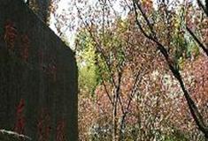 上海共青国家森林公园：横滨上海友好林