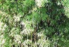 中国科学院华南植物园：龙竹