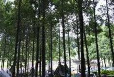 天府花溪谷：清风徐来餐厅