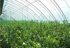 天津王稳庄镇怎么玩？附游玩路线