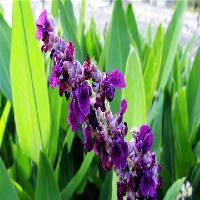 中国科学院华南植物园再力花