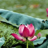 三水荷花世界10031