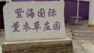 孝感湖北紫海国际薰衣草庄园怎么玩？附游玩路线