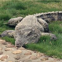 长沙生态动物园19199