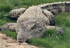 长沙生态动物园：鳄鱼馆