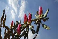 白马尖：千年都枝杜鹃林