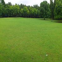 上海共青国家森林公园17704