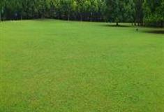 上海共青国家森林公园：大草坪