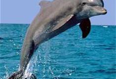 长沙生态动物园：海豚馆