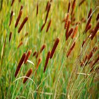 中国科学院华南植物园香蒲