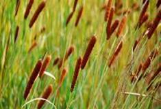 中国科学院华南植物园：香蒲