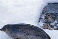 江苏张家港梦幻海洋王国：海豹