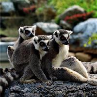 长沙生态动物园19204